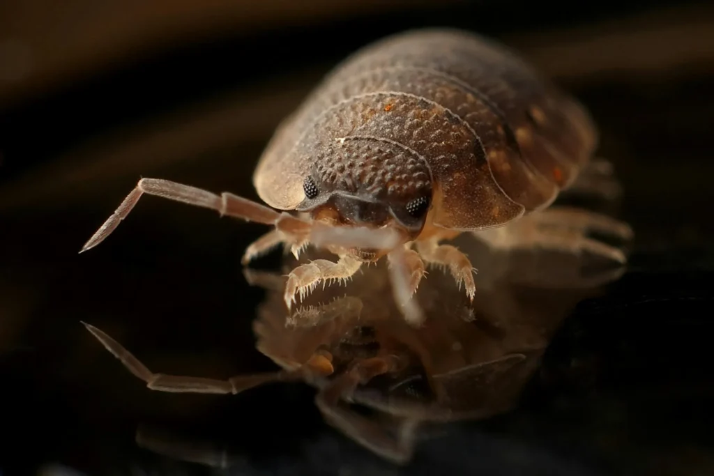 Bed-Bug-Treatment - Azusa Best Pest Pros | Azusa, CA | 209-677-0023