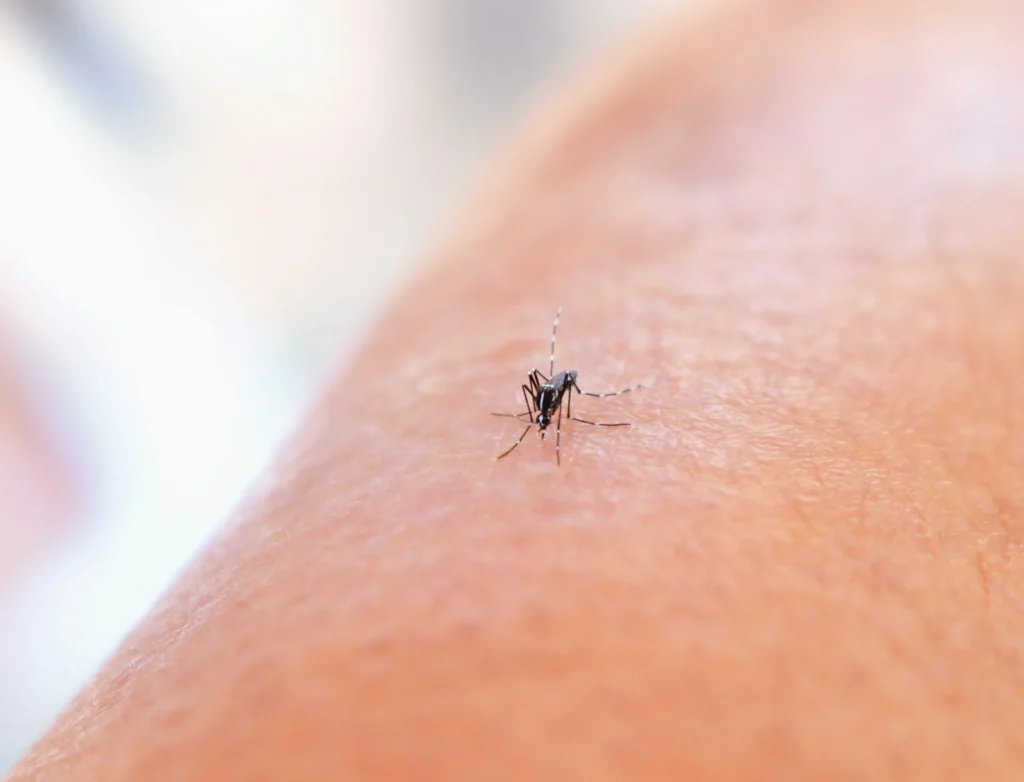 Mosquito Control - Azusa Best Pest Pros | Azusa, CA | 209-677-0023